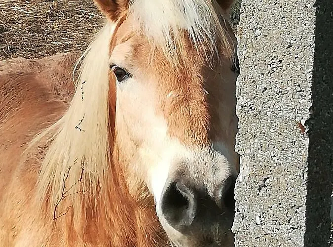 Al Morar Holiday home *